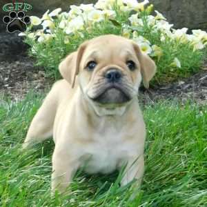 Rowdy, Miniature Bulldog Puppy